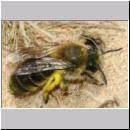 Colletes cunicularius - Weiden-Seidenbiene 21a 14mm.jpg